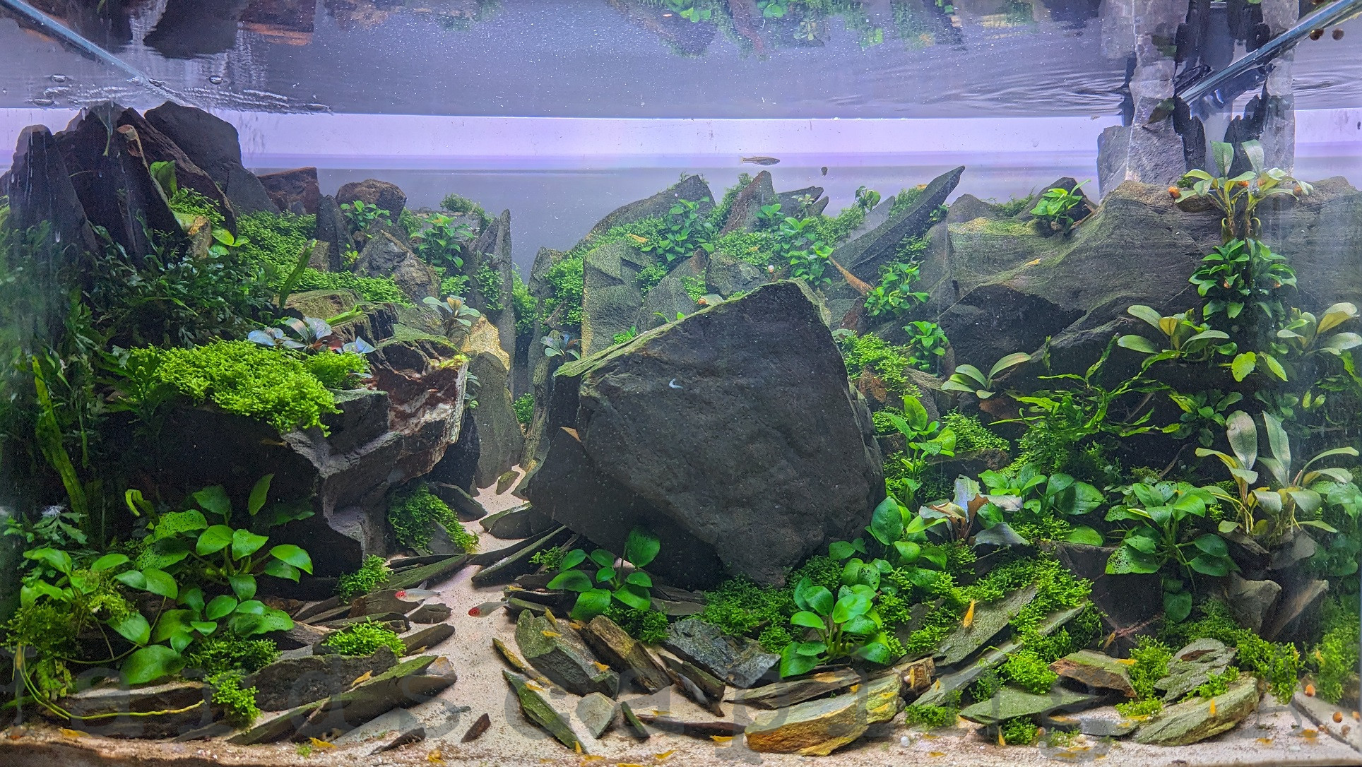 Photo of Australian Aquascape