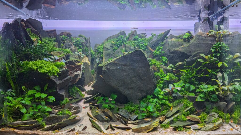 Photo of Australian Aquascape